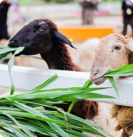 实时比分、精准分析，尽在抓饭直播 - 抓饭直播bojun